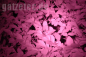 Preview: Gatzetec-WF501B-new Nachtsicht Preview: Gatzetec-WF501B-new Nachtsicht